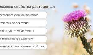 Как расторопша влияет на здоровье человека