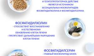Продукты с фосфолипидами — польза и источники