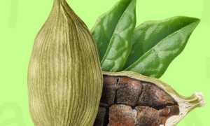 Кардамон — польза и вред для здоровья после 60 лет