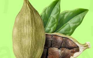 Кардамон — польза и вред для здоровья после 60 лет