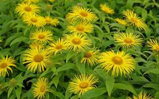 Девясил — лечебные свойства и применение травы