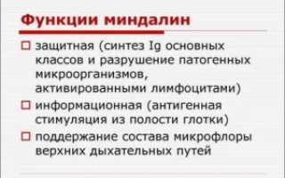 Функция гланд в организме