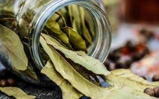 Лавровый лист — польза для здоровья и рецепты заваривания