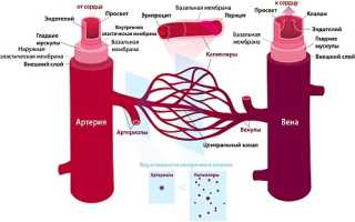 Виды кровеносных сосудов человека