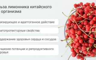 Лимоник китайский — польза и возможные риски