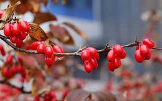 Польза ягоды кизила для здоровья