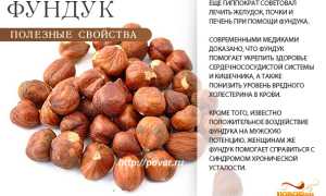 Полезные свойства фундука — богатство витаминами и микроэлементами