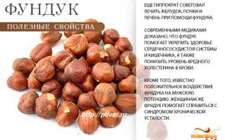 Полезные свойства фундука — богатство витаминами и микроэлементами
