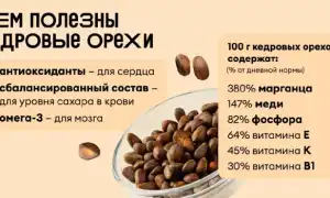 Польза очищенных кедровых орехов для женского здоровья