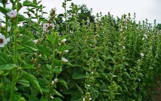 Алтей лекарственный — описание и свойства