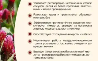 Польза красного клевера для здоровья