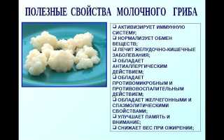 Молочный гриб — польза, противопоказания и уход