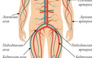 Виды артерий у человека