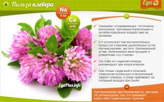 Приготовление и польза отвара клевера