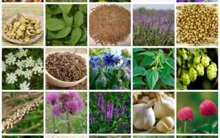 Травы для стимуляции лактации — польза и применение