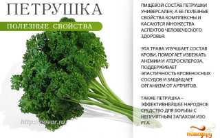Петрушка — польза и ценные свойства