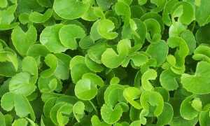 Готу Кола — История и Особенности Напитка