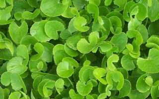 Готу Кола — История и Особенности Напитка