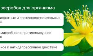 Зверобой — Лекарственные свойства и применение