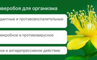 Зверобой — Лекарственные свойства и применение