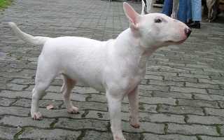 Иуф Малыш — История и Особенности Породы