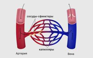 Функции кровеносных сосудов в организме
