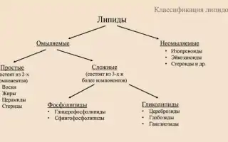 Вещества, относящиеся к липидам — что нужно знать