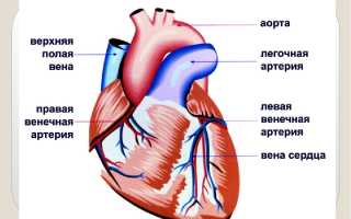 Самый крупный кровеносный сосуд