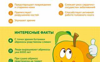 Химический состав абрикоса — полезные вещества и витамины