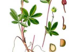 Сабельник болотный — лечебные свойства и отзывы врачей