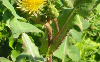 Оссот — История, Особенности и Применение