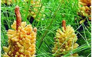 Сосновая пыльца — секреты здоровья и молодости