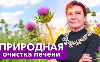 Секреты здоровья — польза семян расторопши