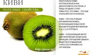 Киви и похудение — польза и эффективность