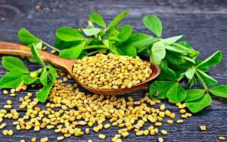 Польза пажитника для здоровья