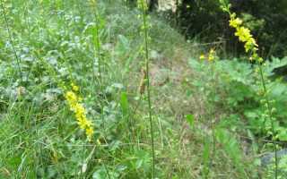 Лечебные свойства репешка — что нужно знать