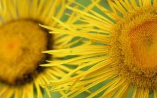 Корень 9 Сил — Тайны и Мифы