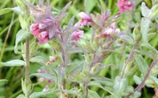 Зубчатка трава — польза и применение