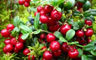 Клюква — Друг или враг для гипертоников?