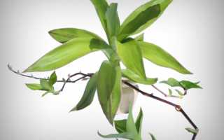 Золотой ус — когда его стоит использовать