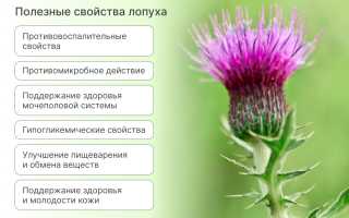Удивительные свойства и применение лопуха в медицине и кулинарии