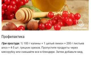 Калина — польза и ценные свойства