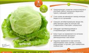 Витамины в капусте — польза для здоровья