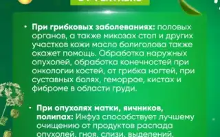 Правильное употребление болиголова — советы и рекомендации