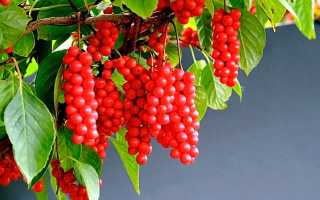 Свойства лимонника дальневосточного