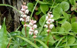 Грушанка круглолистная — Лечебные свойства и противопоказания