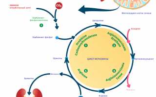 Низкая мочевина у ребенка — причины и последствия