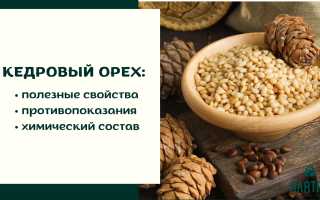Кедровые орехи — польза для женщин после 50