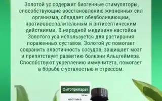 Настойка Золотого уса — секрет здоровых суставов