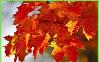 Полезные свойства клена — польза для здоровья и быта